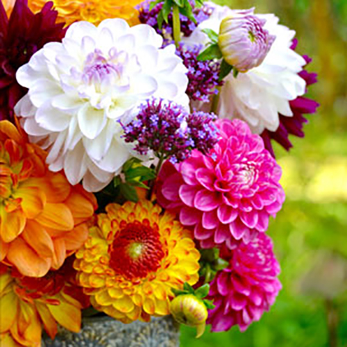 Dahlia Assorted Mixed Dahlia Assorted Mixed