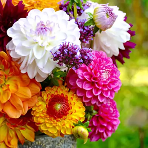 Dahlia Assorted Mixed Dahlia Assorted Mixed