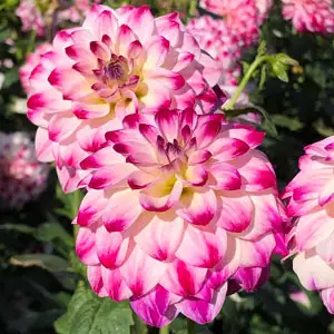 Dahlia Atlantic Jewels Dahlia Atlantic Jewels