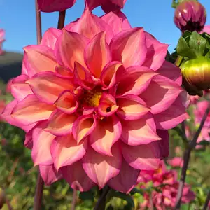 Dahlia Belle Dahlia Belle