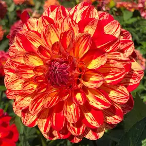 Dahlia Bushfire Dahlia Bushfire