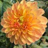 Dahlia Candyman Dahlia Candyman