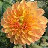 Dahlia Candyman Dahlia Candyman