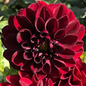 Dahlia Fernlea Dahlia Fernlea