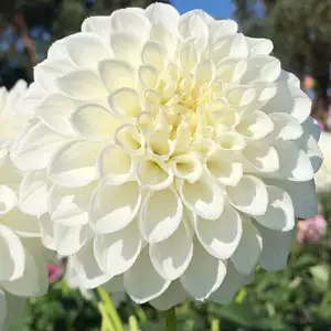 Dahlia Glenbank Icecap Dahlia Glenbank Icecap