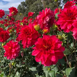 Dahlia Grenadier