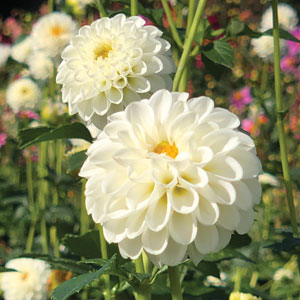 Dahlia Little Angel Dahlia Little Angel