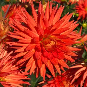 Dahlia Melissa Dahlia Melissa