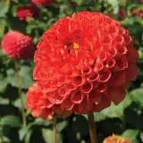 Dahlia Orange Willow Pkdahowi - Garden Express Australia