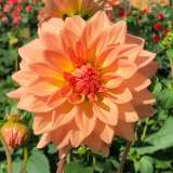 Dahlia Peach Dec Pkdahped - Garden Express Australia