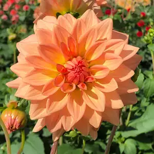 Dahlia Peach Delight Dahlia Peach Delight
