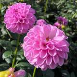 Dahlia Shirley Yeomans Dahlia Shirley Yeomans