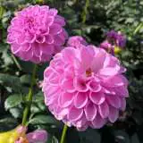 Dahlia Shirley Yeomans Dahlia Shirley Yeomans