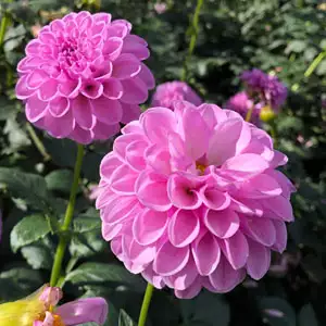 Dahlia Shirley Yeomans Dahlia Shirley Yeomans