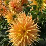 Dahlia Sunburst Pkdahsbu - Garden Express Australia