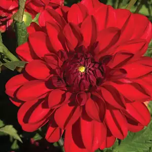 Dahlia Tango Dahlia Tango