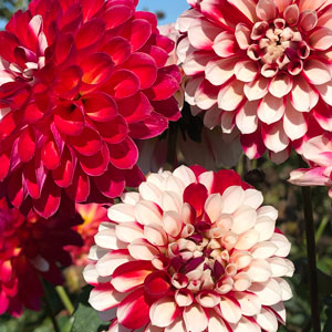 Dahlia Xmas Cheer Dahlia Xmas Cheer