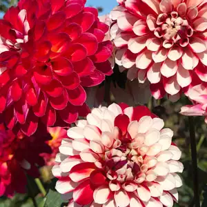 Dahlia Xmas Cheer Dahlia Xmas Cheer