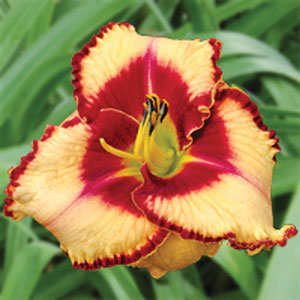 Daylily Lies And Lipstick Daylily Lies And Lipstick