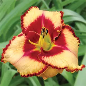 Daylily Lies And Lipstick Daylily Lies And Lipstick