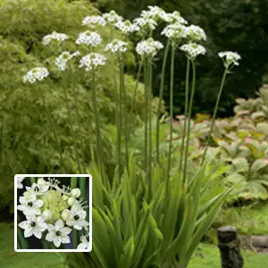 Chincherinchee Giant Chincherinchee Giant