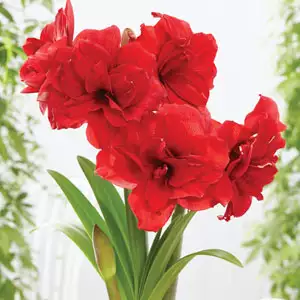 Hippeastrum Amarantia Hippeastrum Amarantia