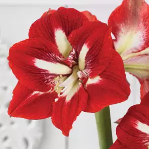 Hippeastrum Barbados Hippeastrum Barbados