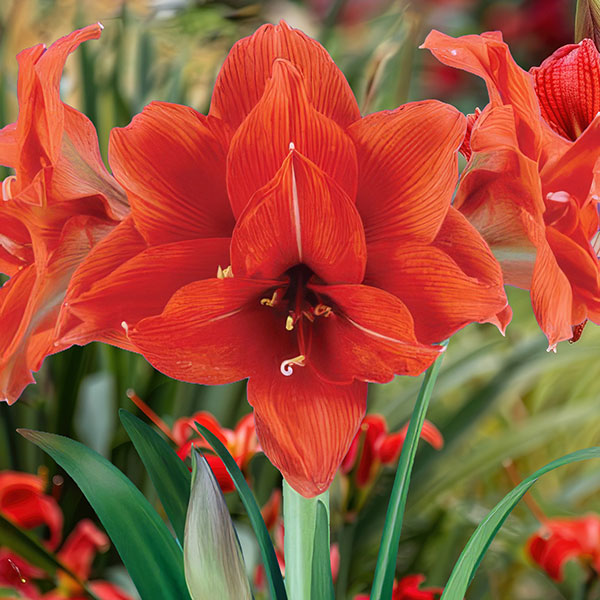 Hippeastrum Celica Hippeastrum Celica