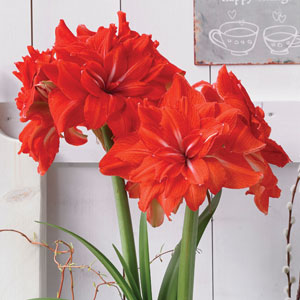 Hippeastrum Double Circus