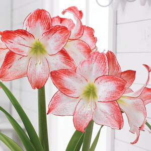 Hippeastrum Spotlight