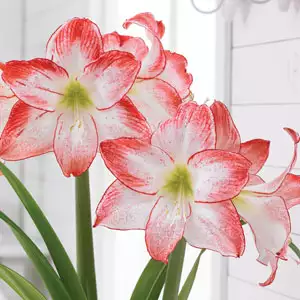 Hippeastrum Spotlight Hippeastrum Spotlight
