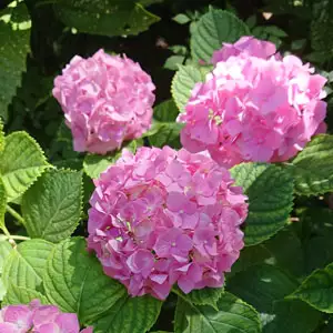 Hydrangea Tosca Hydrangea Tosca