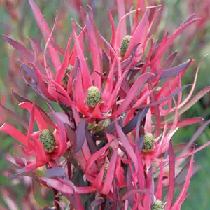Leucadendron Gypsy Red