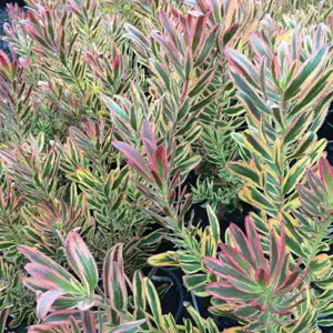 Leucadendron Jester