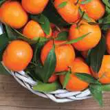 Mandarin Imperial Pplmanimp - Garden Express Australia