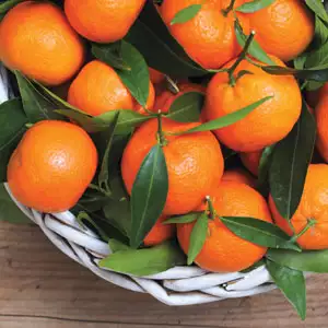 Imperial Mandarin