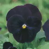Pansy Black Jack Seepanbja - Garden Express Australia