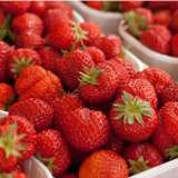 Strawberry Growing Guide Strawberry Growing Guide
