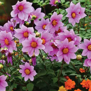 Tree Dahlia Dwarf Dark Pink Tree Dahlia Dwarf Dark Pink