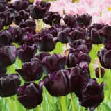 Tulip Paul Scherer Pktulpsc 2017 - Garden Express Australia