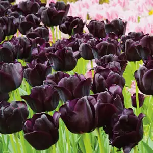 Tulip Paul Scherer- Pre-order Tulip Paul Scherer- Pre-order