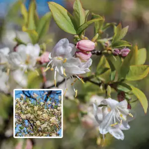 Winter Honeysuckle