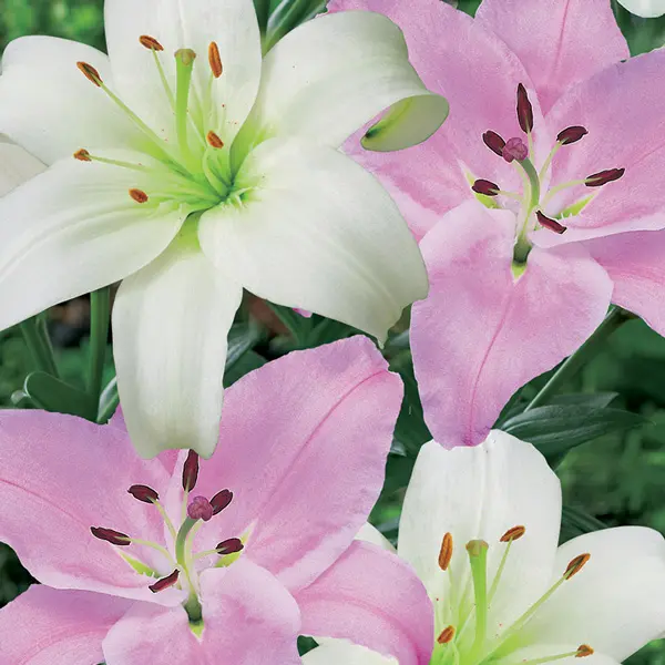 Lilium La Pink & White Blend Lilium La Pink & White Blend