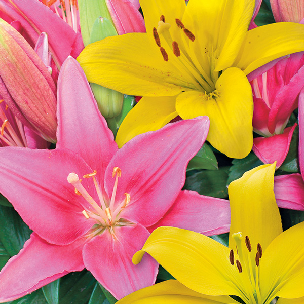 Lilium La Pink & Yellow Blend Lilium La Pink & Yellow Blend