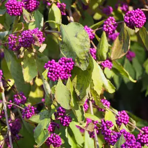 Callicarpa Beauty Berry Callicarpa Beauty Berry