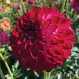 Dahlia Bertsmistake Pkdahbma - Garden Express Australia