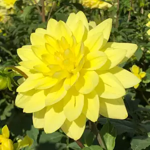Dahlia Kens Gold Dahlia Kens Gold