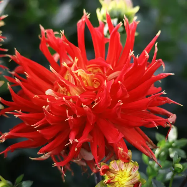 Dahlia Show N Tell Dahlia Show N Tell