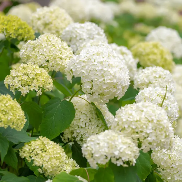 Hydrangea Annabelle Hydrangea Annabelle