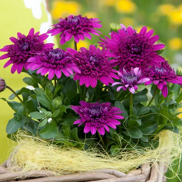 Osteospermum 3d Purple Osteospermum 3d Purple